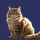 Kedi